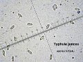 Macrotyphula juncea-amf411-Spores